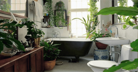 Những loại cây nên trồng trong nhà vệ sinh giúp hút ẩm khử mùi